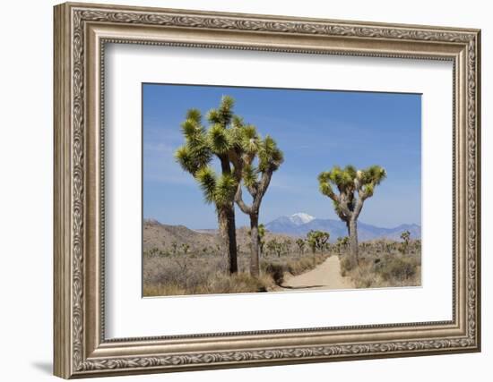 Joshua Trees and Mountains, Joshua Tree National Park, California, USA-Jaynes Gallery-Framed Photographic Print