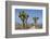 Joshua Trees and Mountains, Joshua Tree National Park, California, USA-Jaynes Gallery-Framed Photographic Print