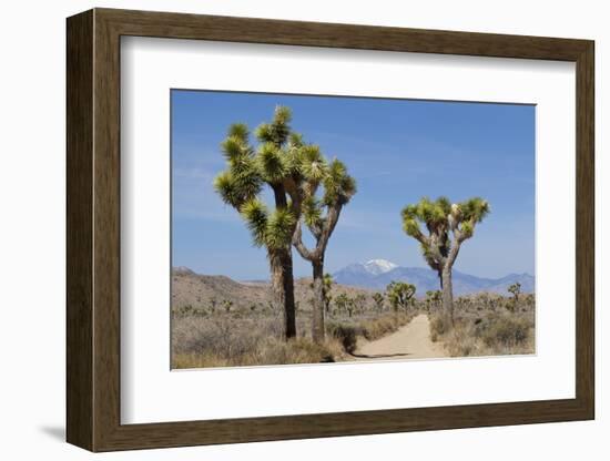 Joshua Trees and Mountains, Joshua Tree National Park, California, USA-Jaynes Gallery-Framed Photographic Print