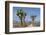 Joshua Trees and Mountains, Joshua Tree National Park, California, USA-Jaynes Gallery-Framed Photographic Print