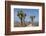 Joshua Trees and Mountains, Joshua Tree National Park, California, USA-Jaynes Gallery-Framed Photographic Print