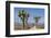 Joshua Trees and Mountains, Joshua Tree National Park, California, USA-Jaynes Gallery-Framed Photographic Print