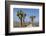 Joshua Trees and Mountains, Joshua Tree National Park, California, USA-Jaynes Gallery-Framed Photographic Print