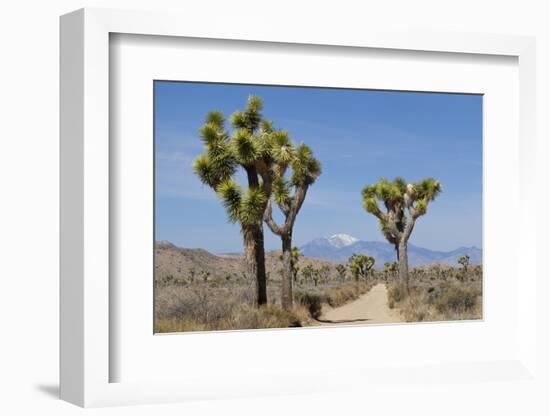 Joshua Trees and Mountains, Joshua Tree National Park, California, USA-Jaynes Gallery-Framed Photographic Print