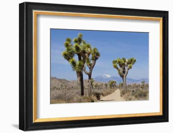 Joshua Trees and Mountains, Joshua Tree National Park, California, USA-Jaynes Gallery-Framed Photographic Print