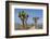 Joshua Trees and Mountains, Joshua Tree National Park, California, USA-Jaynes Gallery-Framed Photographic Print