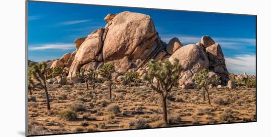 Joshua trees and rocks on a landscape, Joshua Tree National Park, California, USA-null-Mounted Photographic Print