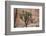 Joshua trees and rocks on a landscape, Joshua Tree National Park, California, USA-null-Framed Photographic Print