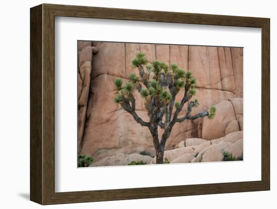 Joshua trees and rocks on a landscape, Joshua Tree National Park, California, USA-null-Framed Photographic Print