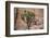 Joshua trees and rocks on a landscape, Joshua Tree National Park, California, USA-null-Framed Photographic Print