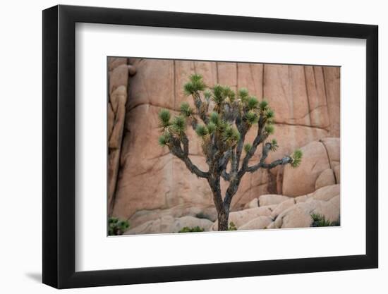 Joshua trees and rocks on a landscape, Joshua Tree National Park, California, USA-null-Framed Photographic Print