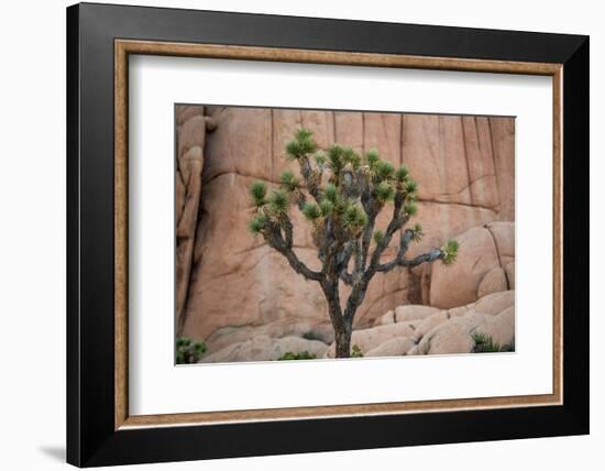 Joshua trees and rocks on a landscape, Joshua Tree National Park, California, USA-null-Framed Photographic Print