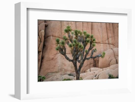 Joshua trees and rocks on a landscape, Joshua Tree National Park, California, USA-null-Framed Photographic Print