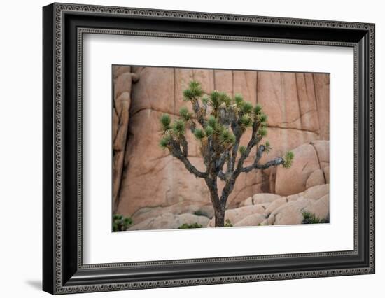 Joshua trees and rocks on a landscape, Joshua Tree National Park, California, USA-null-Framed Photographic Print