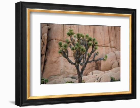 Joshua trees and rocks on a landscape, Joshua Tree National Park, California, USA-null-Framed Photographic Print