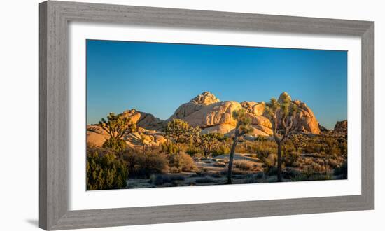 Joshua trees and rocks on a landscape, Joshua Tree National Park, California, USA-null-Framed Photographic Print