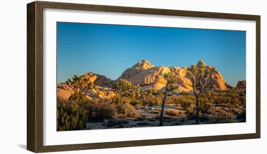 Joshua trees and rocks on a landscape, Joshua Tree National Park, California, USA-null-Framed Photographic Print