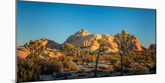 Joshua trees and rocks on a landscape, Joshua Tree National Park, California, USA-null-Mounted Photographic Print