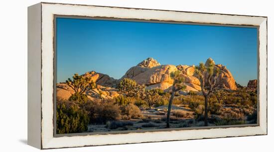 Joshua trees and rocks on a landscape, Joshua Tree National Park, California, USA-null-Framed Premier Image Canvas