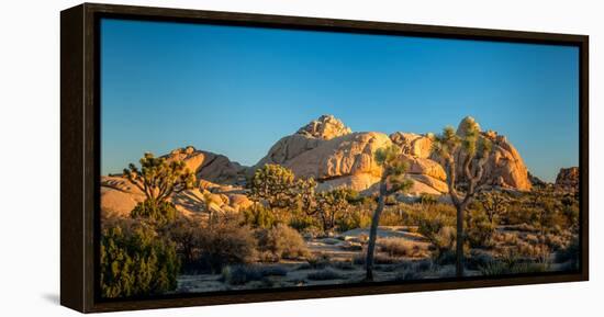 Joshua trees and rocks on a landscape, Joshua Tree National Park, California, USA-null-Framed Premier Image Canvas