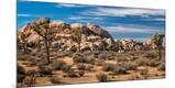 Photographic Print