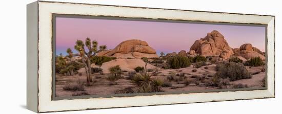 Joshua trees and rocks on a landscape, Joshua Tree National Park, California, USA-null-Framed Premier Image Canvas