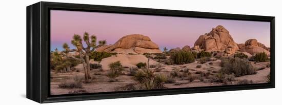 Joshua trees and rocks on a landscape, Joshua Tree National Park, California, USA-null-Framed Premier Image Canvas