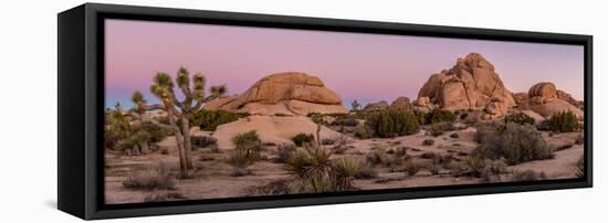 Joshua trees and rocks on a landscape, Joshua Tree National Park, California, USA-null-Framed Premier Image Canvas