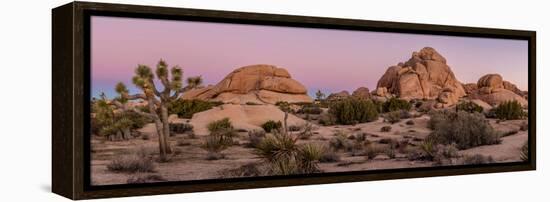 Joshua trees and rocks on a landscape, Joshua Tree National Park, California, USA-null-Framed Premier Image Canvas