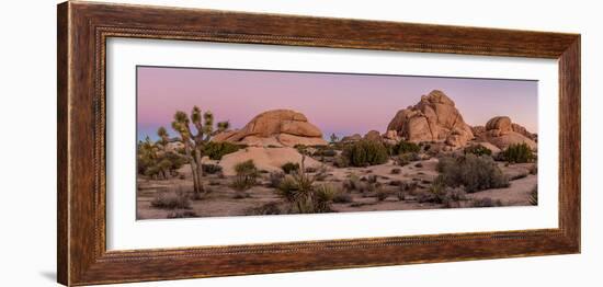 Joshua trees and rocks on a landscape, Joshua Tree National Park, California, USA-null-Framed Photographic Print