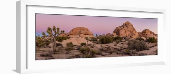 Joshua trees and rocks on a landscape, Joshua Tree National Park, California, USA-null-Framed Photographic Print