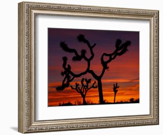 Joshua Trees at Sunrise, Mojave Desert, Joshua Tree National Monument, California, USA-Art Wolfe-Framed Photographic Print