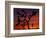 Joshua Trees at Sunrise, Mojave Desert, Joshua Tree National Monument, California, USA-Art Wolfe-Framed Photographic Print