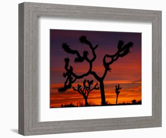 Joshua Trees at Sunrise, Mojave Desert, Joshua Tree National Monument, California, USA-Art Wolfe-Framed Photographic Print