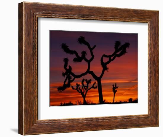 Joshua Trees at Sunrise, Mojave Desert, Joshua Tree National Monument, California, USA-Art Wolfe-Framed Photographic Print