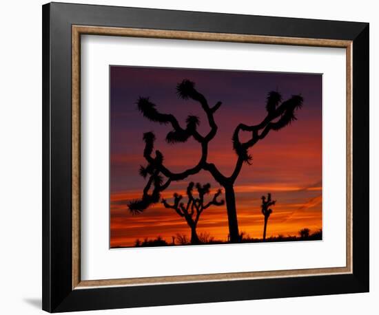 Joshua Trees at Sunrise, Mojave Desert, Joshua Tree National Monument, California, USA-Art Wolfe-Framed Photographic Print