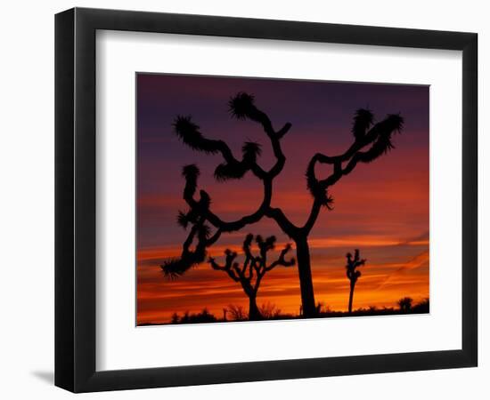 Joshua Trees at Sunrise, Mojave Desert, Joshua Tree National Monument, California, USA-Art Wolfe-Framed Photographic Print