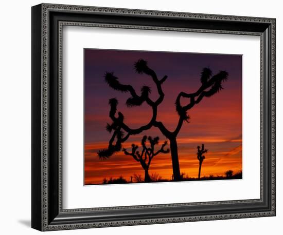 Joshua Trees at Sunrise, Mojave Desert, Joshua Tree National Monument, California, USA-Art Wolfe-Framed Photographic Print