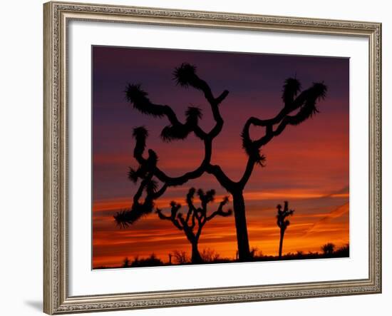 Joshua Trees at Sunrise, Mojave Desert, Joshua Tree National Monument, California, USA-Art Wolfe-Framed Photographic Print