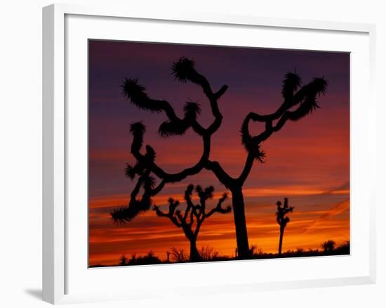 Joshua Trees at Sunrise, Mojave Desert, Joshua Tree National Monument, California, USA-Art Wolfe-Framed Photographic Print