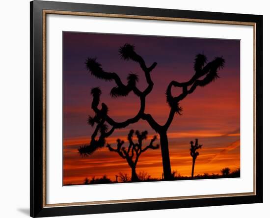 Joshua Trees at Sunrise, Mojave Desert, Joshua Tree National Monument, California, USA-Art Wolfe-Framed Photographic Print