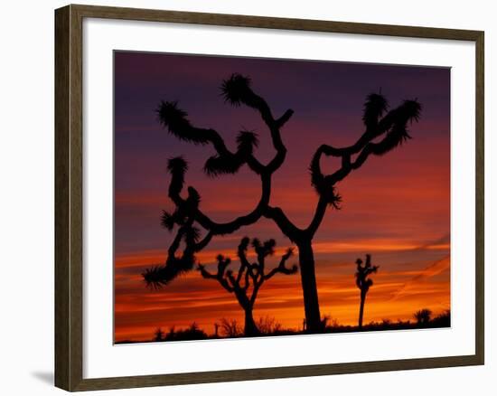 Joshua Trees at Sunrise, Mojave Desert, Joshua Tree National Monument, California, USA-Art Wolfe-Framed Photographic Print