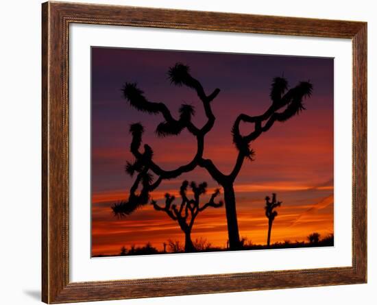 Joshua Trees at Sunrise, Mojave Desert, Joshua Tree National Monument, California, USA-Art Wolfe-Framed Photographic Print