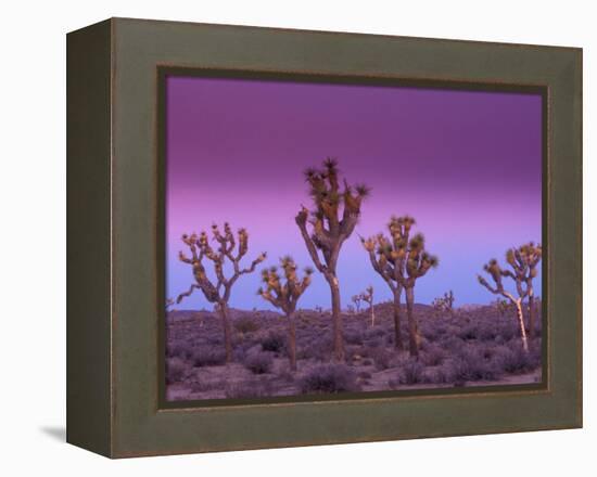 Joshua Trees at Sunrise, Mojave Desert, Joshua Tree National Monument, California, USA-Art Wolfe-Framed Premier Image Canvas