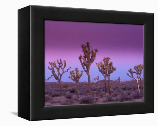 Joshua Trees at Sunrise, Mojave Desert, Joshua Tree National Monument, California, USA-Art Wolfe-Framed Premier Image Canvas