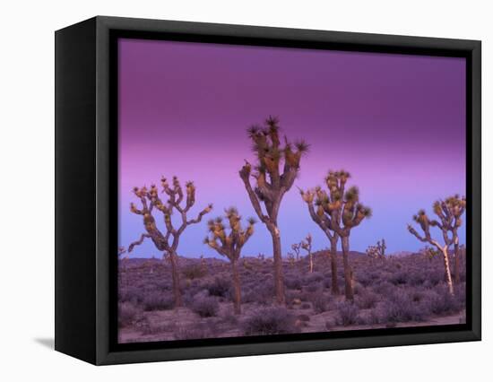 Joshua Trees at Sunrise, Mojave Desert, Joshua Tree National Monument, California, USA-Art Wolfe-Framed Premier Image Canvas