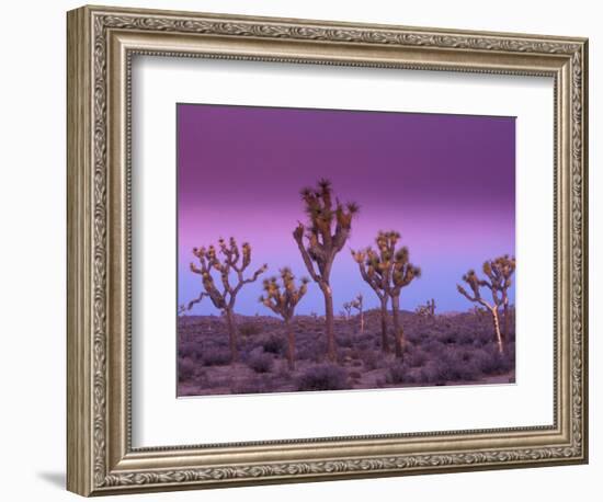 Joshua Trees at Sunrise, Mojave Desert, Joshua Tree National Monument, California, USA-Art Wolfe-Framed Photographic Print