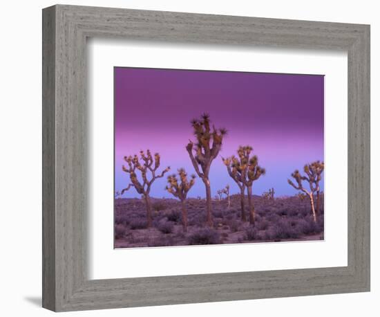 Joshua Trees at Sunrise, Mojave Desert, Joshua Tree National Monument, California, USA-Art Wolfe-Framed Photographic Print