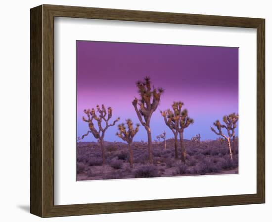 Joshua Trees at Sunrise, Mojave Desert, Joshua Tree National Monument, California, USA-Art Wolfe-Framed Photographic Print