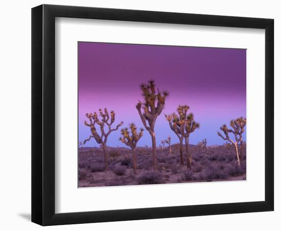 Joshua Trees at Sunrise, Mojave Desert, Joshua Tree National Monument, California, USA-Art Wolfe-Framed Photographic Print